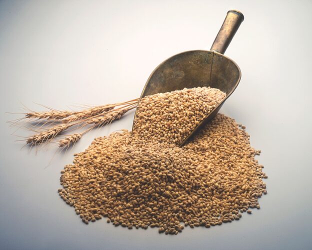 “Winter Wheat: A Valuable Cover Crop”